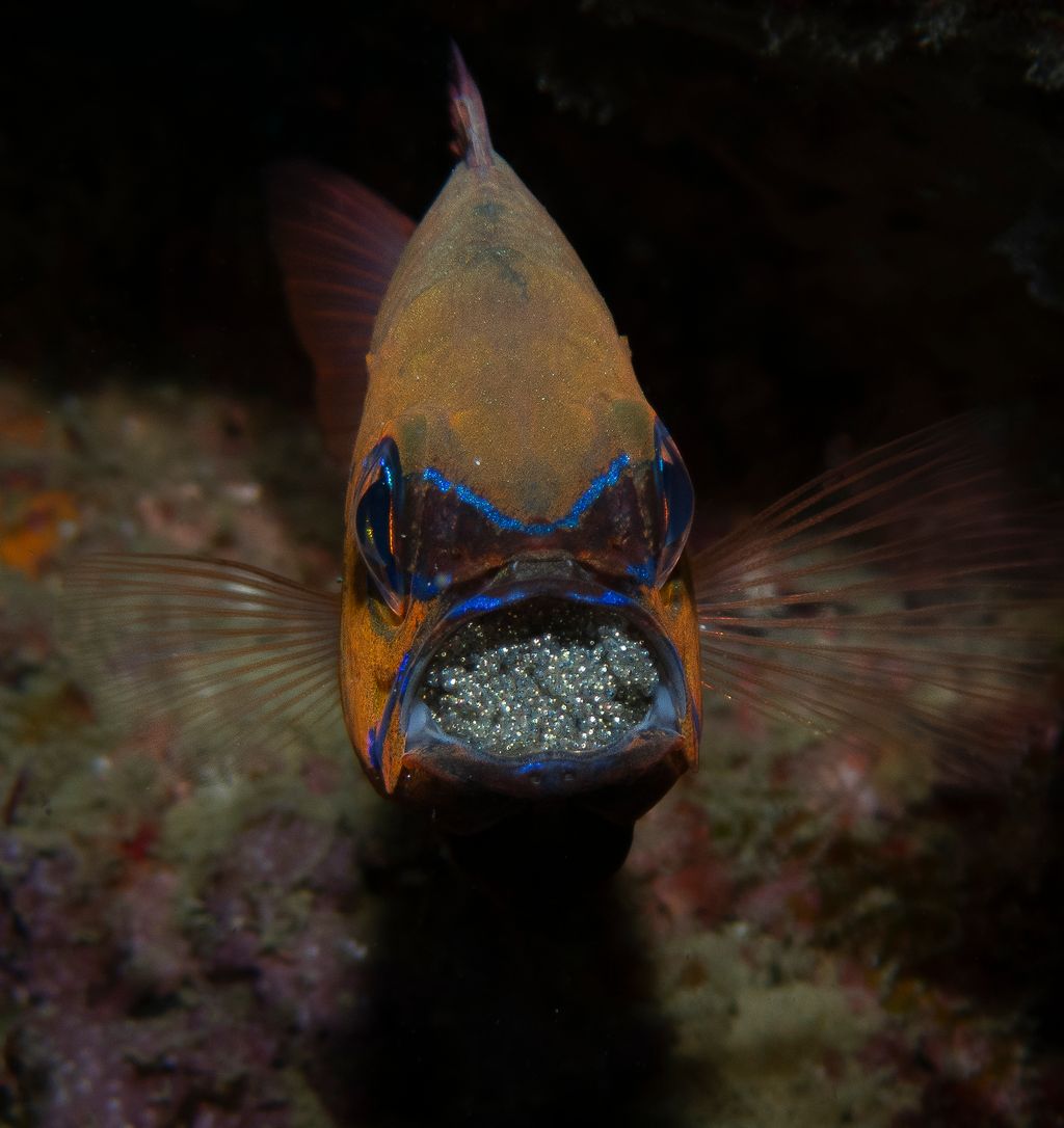 poisson cardinal avec des oeufs